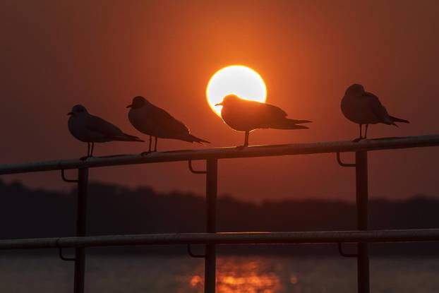 Galebovi uživaju na plažama upujajući posljednje zrake današnjeg sunca
