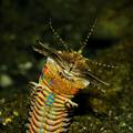 Horor iz dubine oceana: Vodeni crv zubima će prepoloviti žrtvu