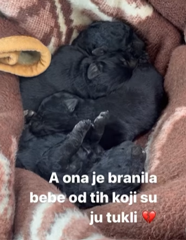 Volonteri u Slavoniji satima spašavali psa: 'Nitko nije htio pomoći, tukli su je trimerom...'