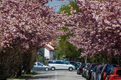 U vrijeme cvatnje Šulekova ulica postaje jedna od najljepših ulica u Zagrebu