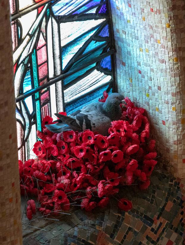 A pigeon builds a nest with collected poppies at The Australian War Memorial in Canberra