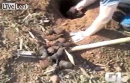 Okrutni vlasnici iskopali rupu i 11 malih psića žive zakopali 