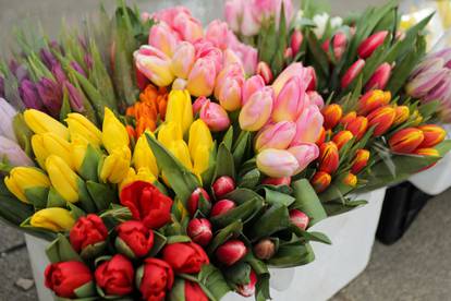 Mirisi proljeća: U Zagrebu na ulici prodaju tulipane i mimoze