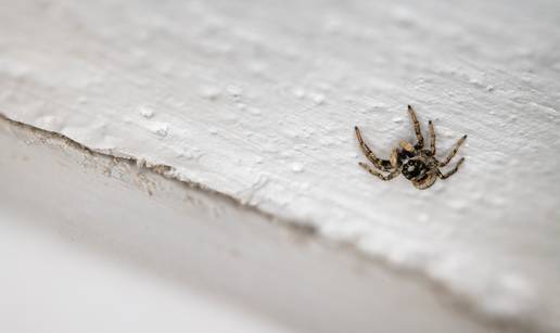 Kako otjerati pauke iz doma? Poma&zcaron;u ovi prirodni trikovi