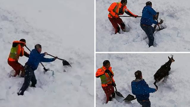 Strojovođa u Austriji zaustavio vlak kako bi spasio divokozu