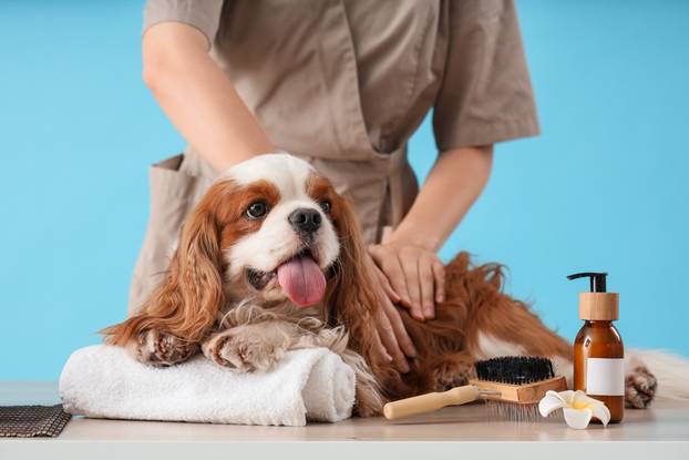 Cute,Cavalier,King,Charles,Spaniel,With,Cosmetic,Products,And,Brush