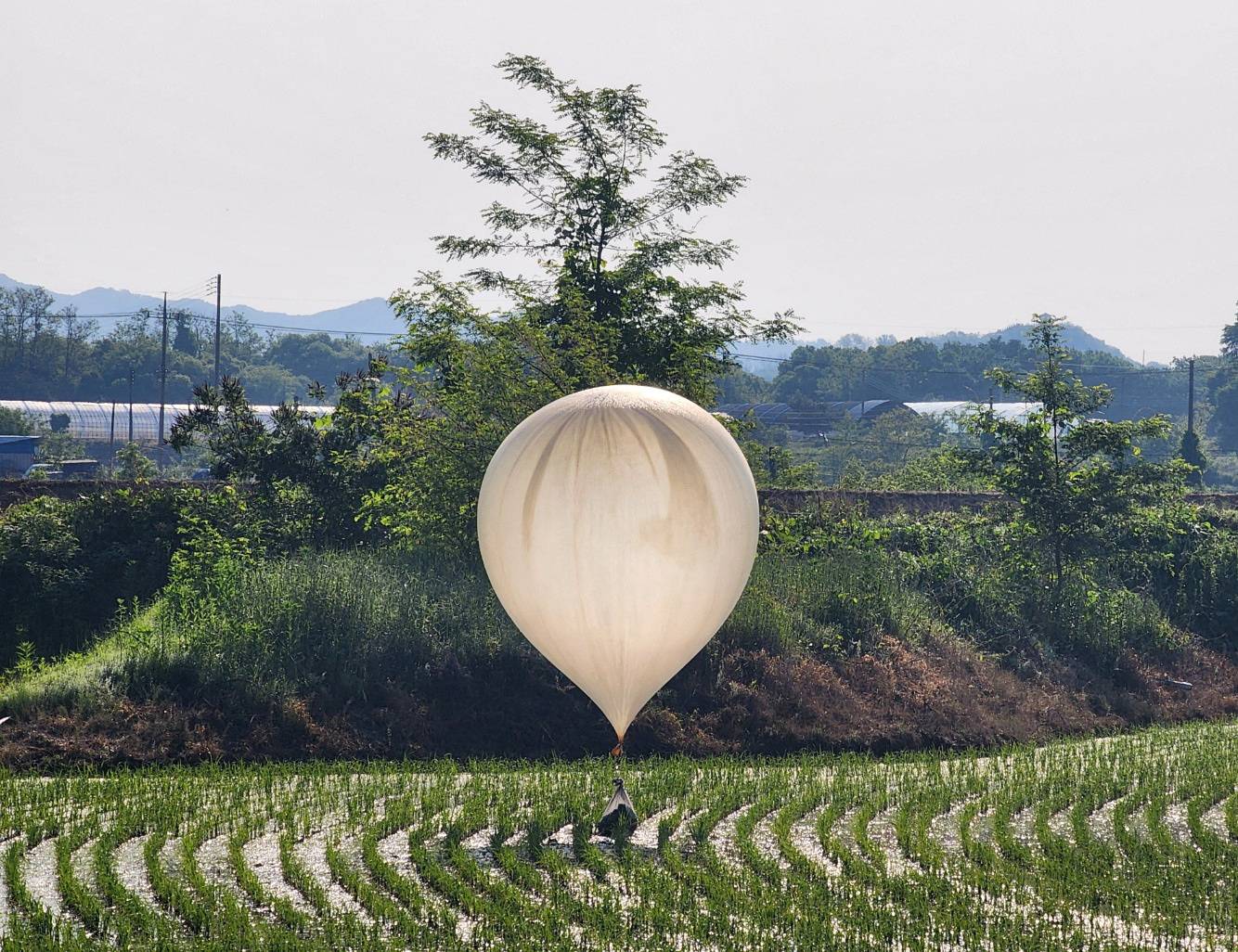 A balloon believed to have been sent by North Korea, carrying various objects including what appeared to be trash and excrement, is seen over a rice field at Cheorwon