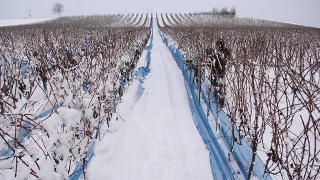vinarija