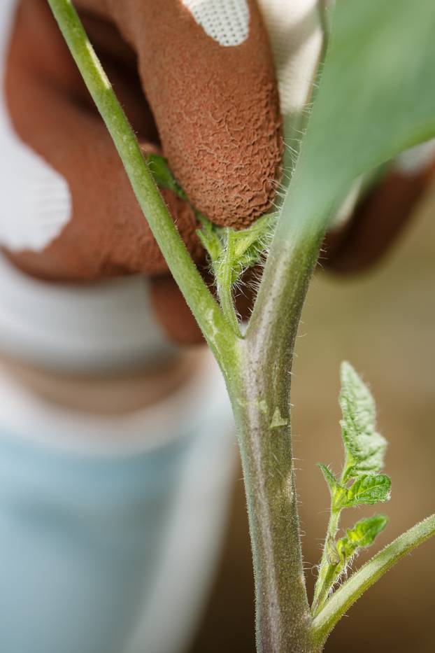 Gardener pinching off the suckers on tomato plant.