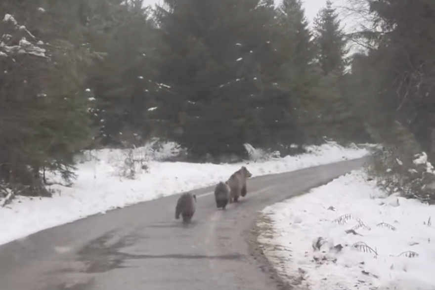 Gorski kotar: Mama medo s mladuncima snimljena u šetnji
