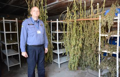 Daruvarska policija u  dva dana otkrila dvije farme marihuane
