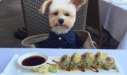 Od gladne lutalice do gurmana: Psić Popaj uživa u restoranima