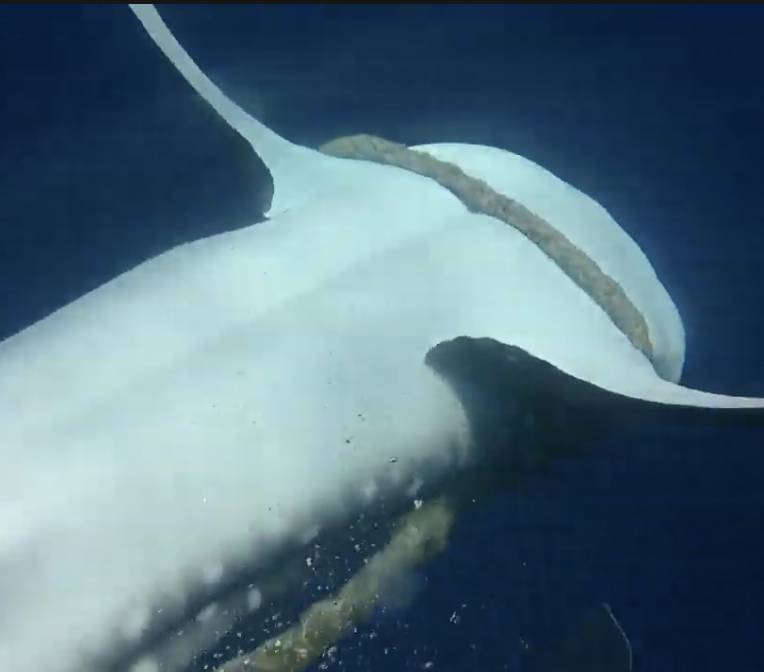 Na Maldivima ronioci spasili kitopsinu, vratio se i zahvalio...