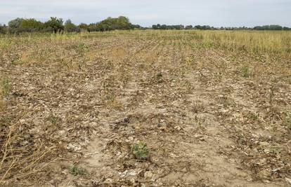 Virovitica: Zbog suše u županiji proglašena prirodna nepogoda