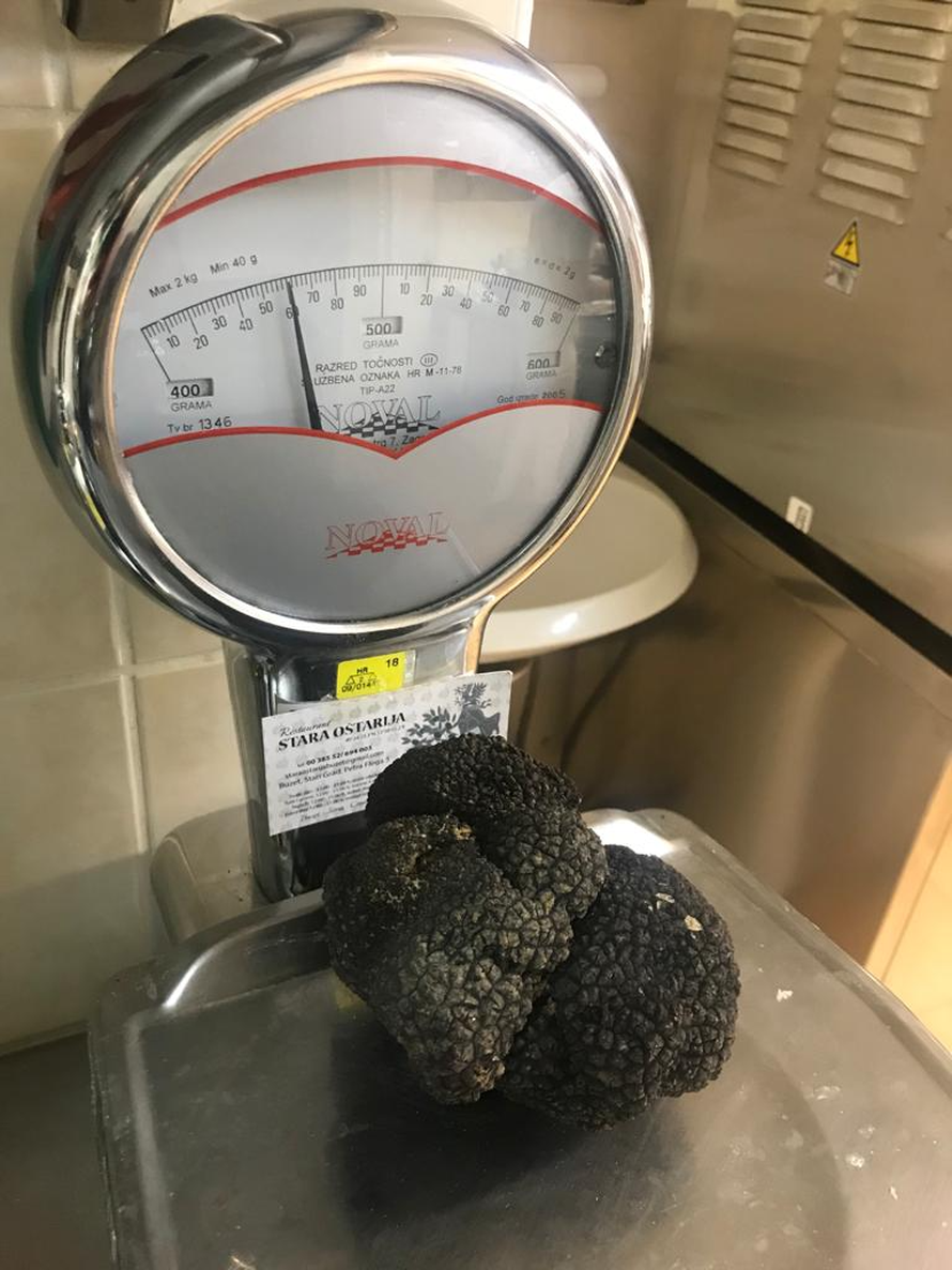 Crni tartuf kapitalac pronađen u Istri: Težak je gotovo pola kile!