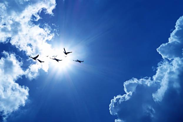 Blue sky with flying birds natural background