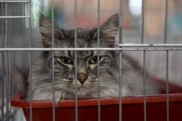 Zagreb: Međunarodna izlozba mačaka privukla brojne posjetitelje u Family Mall