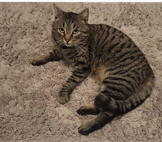 SUPER FOTKE vaših ljubimaca! Neki bi mogli biti viralni hit, ali svi su jednostavno neodoljivi