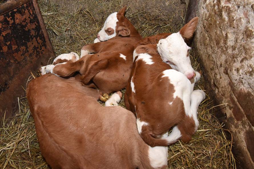 Ne mare za poduzetnike: Lijepa naša prepuna je suludih propisa