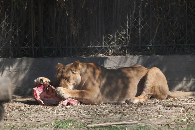 Osijek: Uskršnji ponedeljak u ZOO vrtu