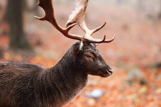 Delnice: Jeleni lopatari u park šumi Japlenški vrh