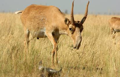 Neobične antilope: Nos im visi preko usta, poput surle