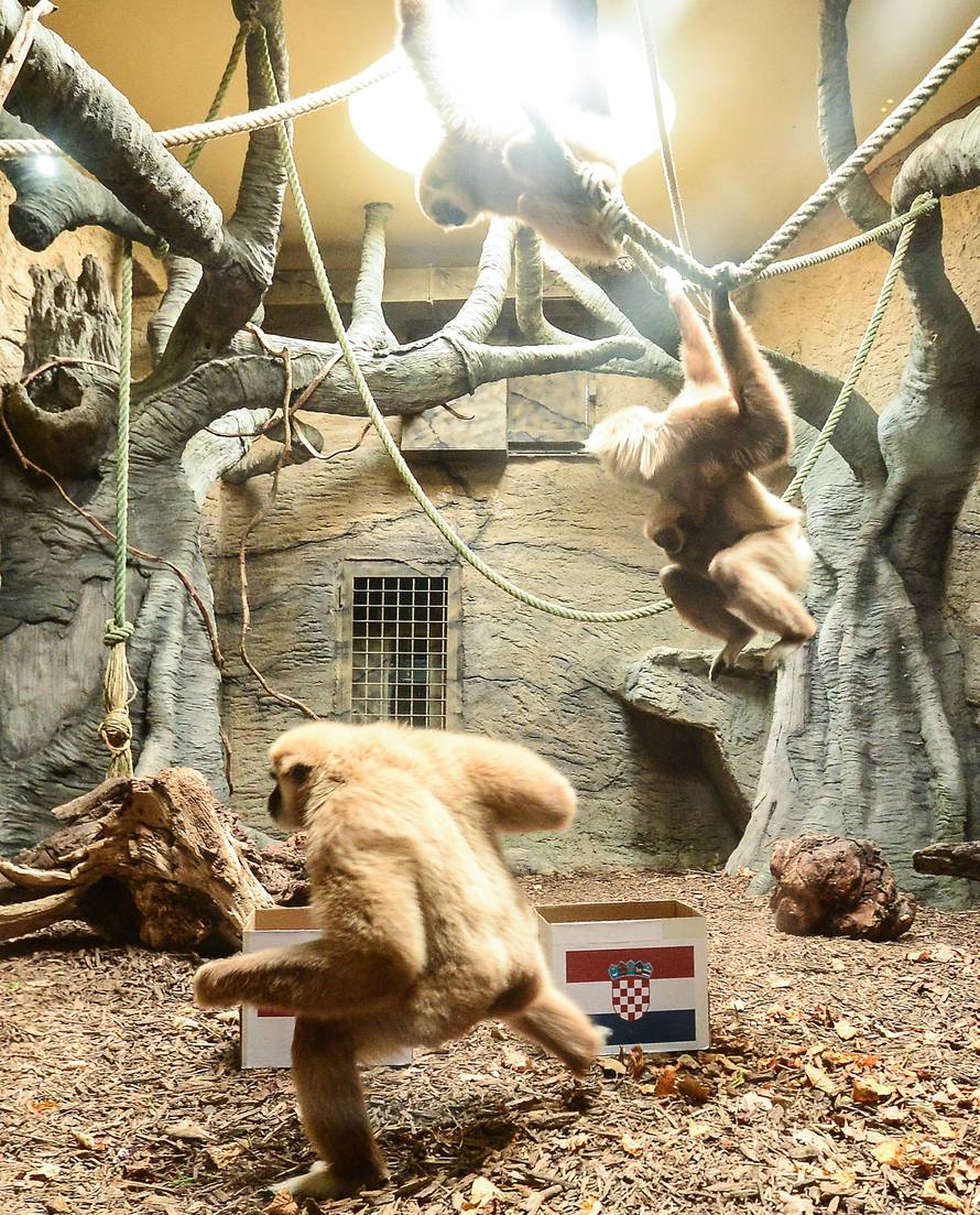 Gibon Kent predvidio pobjedu Hrvatske: Danas nije oklijevao