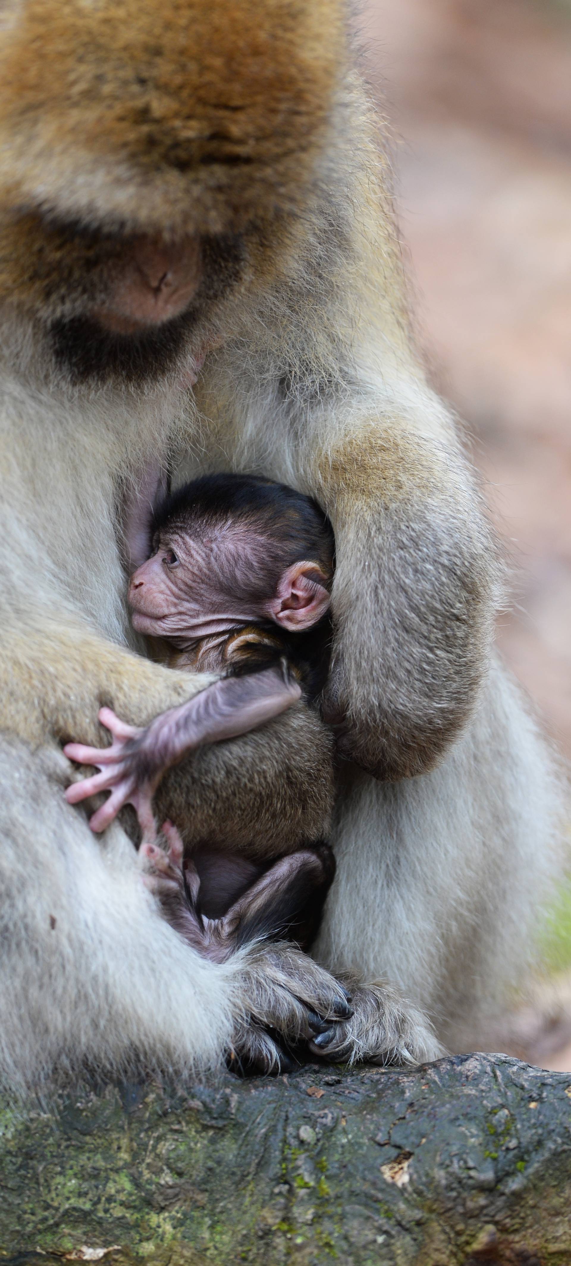 Monkey babies at Affenberg monkey park