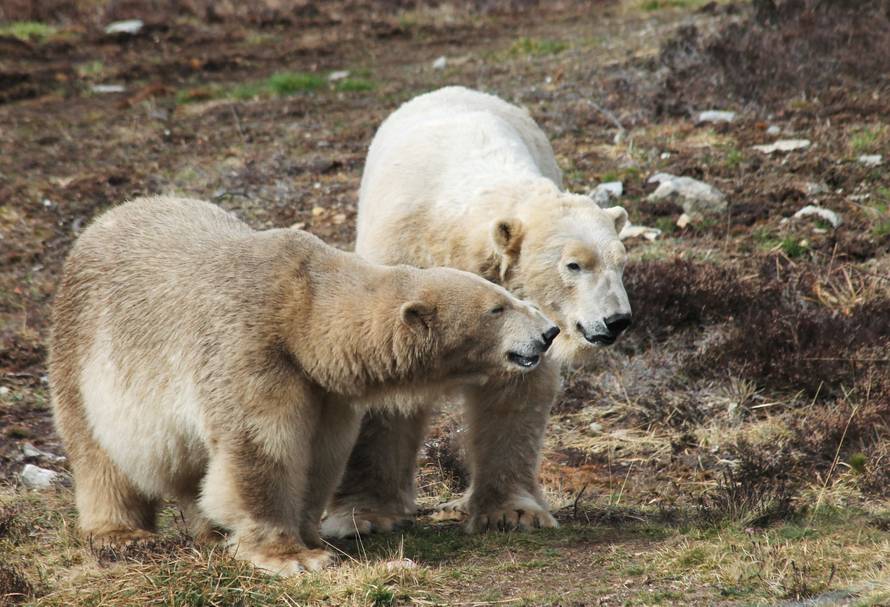 Polar bears Victoria and Arktos interact in Highland Wildlife Park in Kincraig