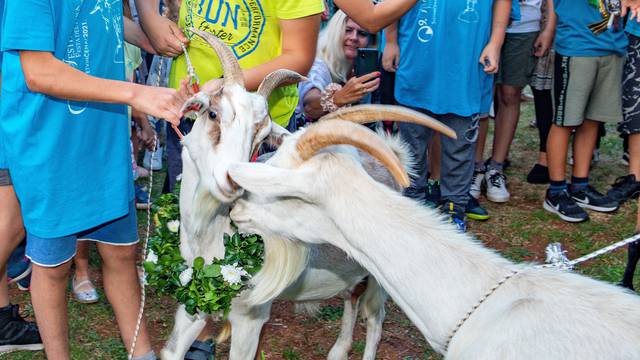 Svetvinčenat: Za Naj kozu 2021. godine izabrana koza Bila, vlasnika Franka Sandrića