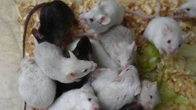 Dosad je 40 ljudi u Gorskom kotaru dobilo mišju  groznicu