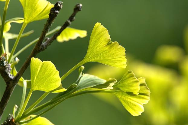 Ginkgo leaf / ginkgo leaf on a ginkgo tree