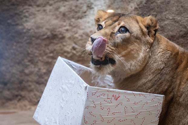 Zagreb: Podjela darova životinjama u Zoološkom vrtu