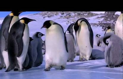 Traži se poštar: Mora čistiti za pingvine i podnositi hladnoću