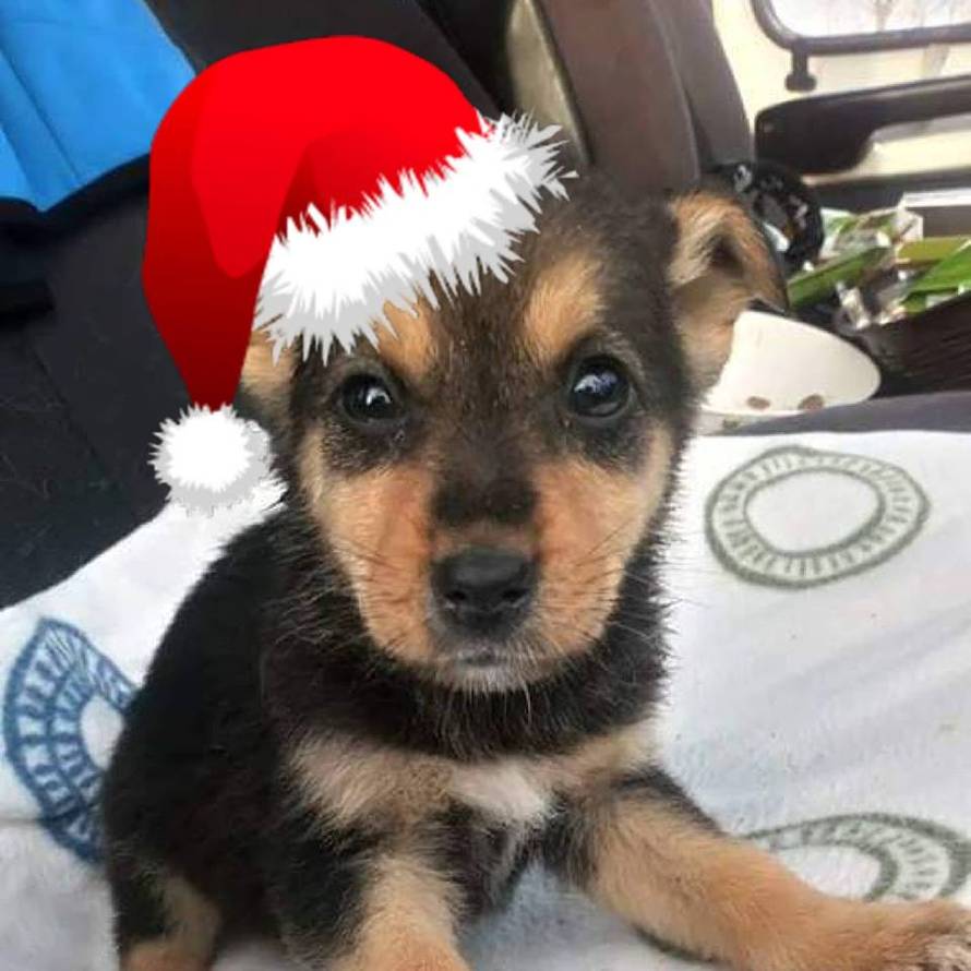 Razveselite napuštene šapice: Dođite u Indigo na naš Advent