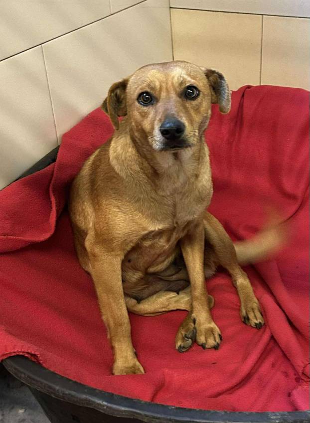 FOTO Ovo su oduzeti psi iz romskog naselja. U jednom danu spasili ih 37! Udomite ih