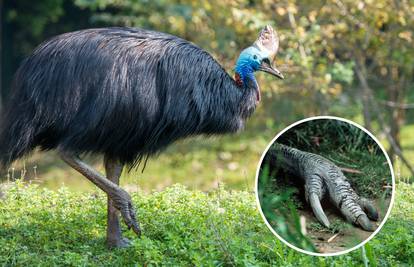 Muškarca usmrtila najopasnija ptica na svijetu - veliki kazuar