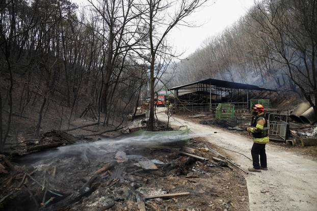 A firefighter puts out embers after a wildfire devastated the area, in Uiseong