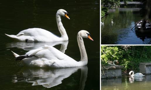 Zaljubljeni labudovi Maks i Mira uživaju u maksimirskoj oazi