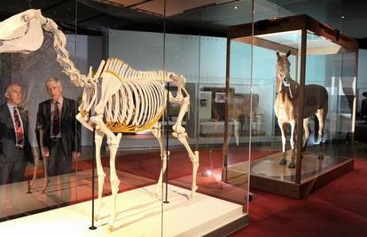 Kostur trkaćeg konja Phar Lapa izložili u muzeju