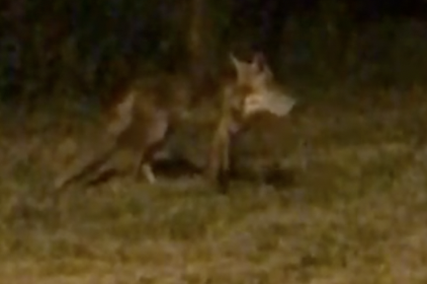 Čitatelj snimio čaglja u Sesvetama