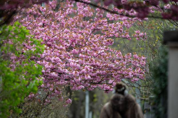 24sata Zagreb: Japanske trešnje u Ulici Bogoslava Šuleka