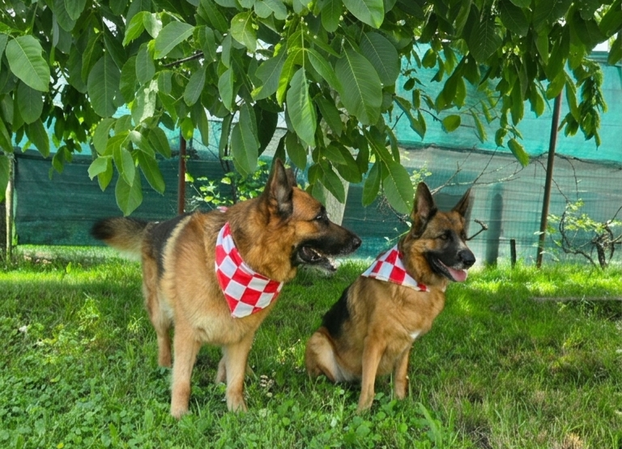 ŠAPE GORE! Ovako navijaju za repku ljubimci naših čitatelja