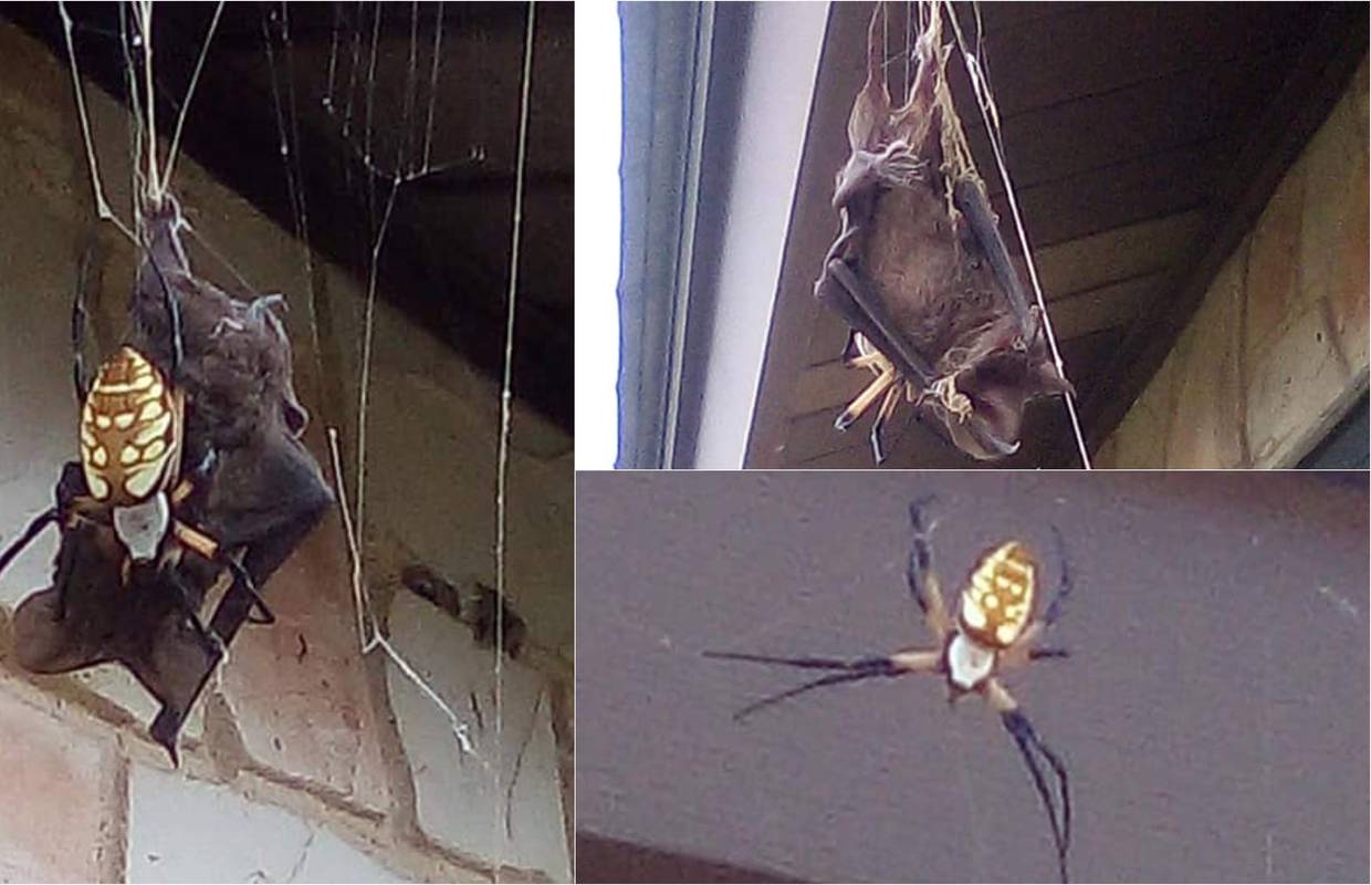 Doživjela šok u dvorištu kuće: Divovski pauk proždire šišmiša