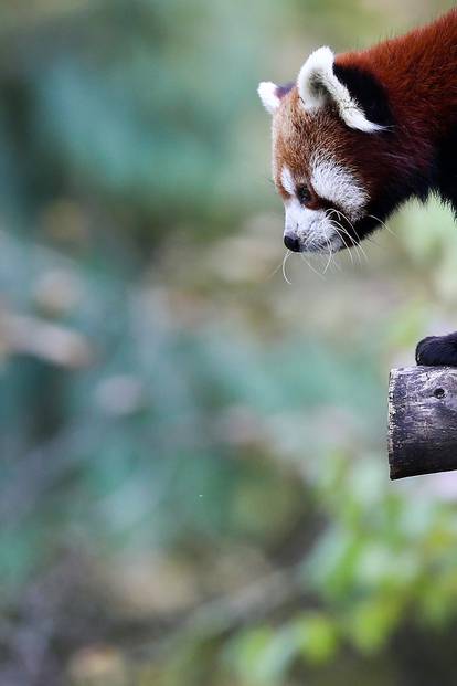 Međunarodni dan crvenih pandi u zagrebačkom Zoološkom vrtu