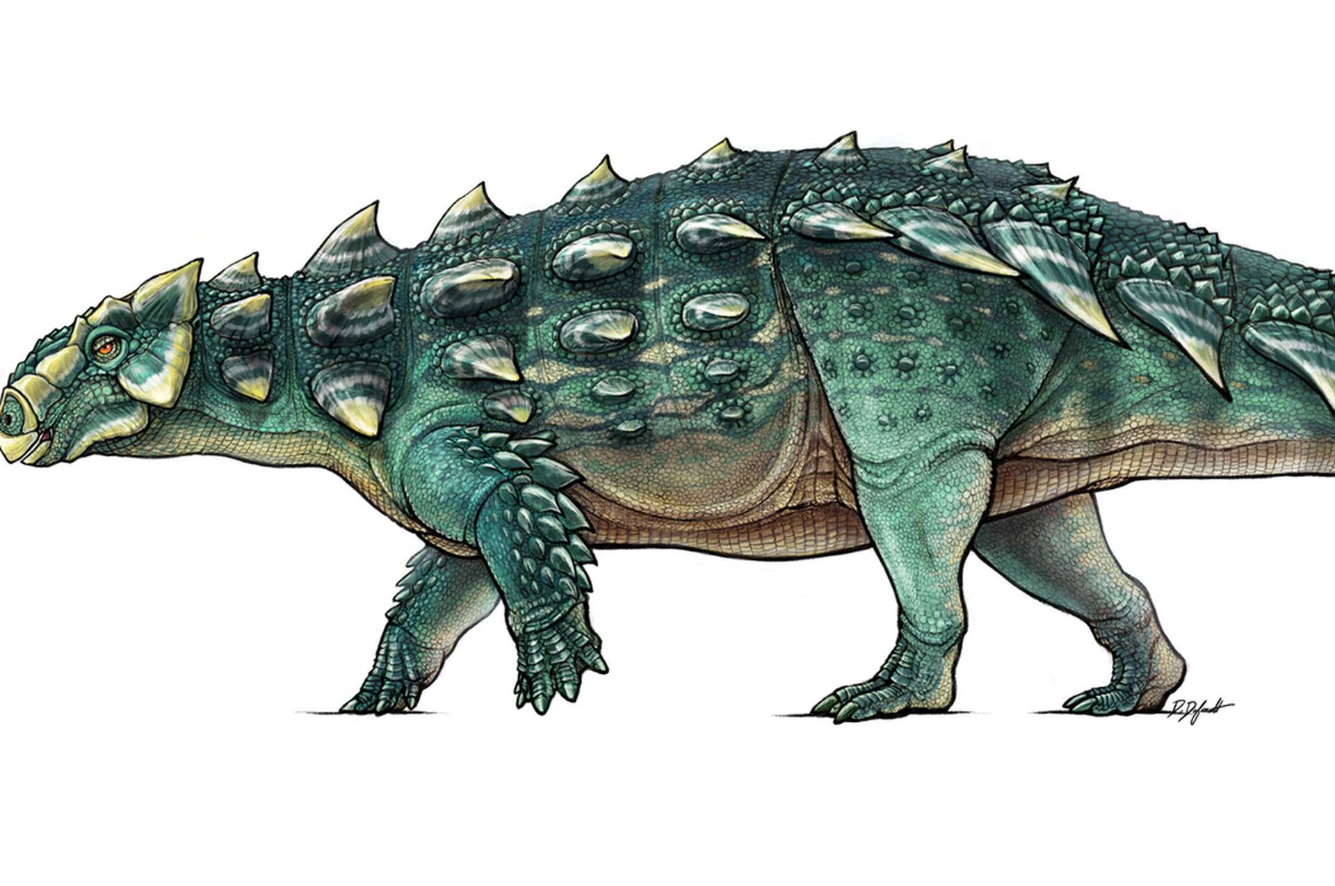 A life recreation of the newly discovered armored dinosaur named Zuul crurivastator from northern Montana seen in this illustration provided by the Royal Ontario Museum in Toronto