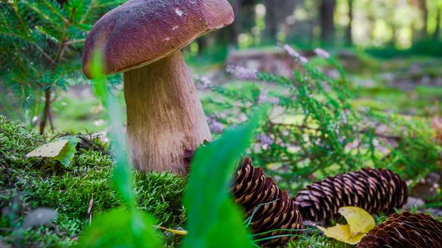Hrvatske šume objavile pravila, a kazne su do 7000 kn: Koliko se smije brati kestena, gljiva...