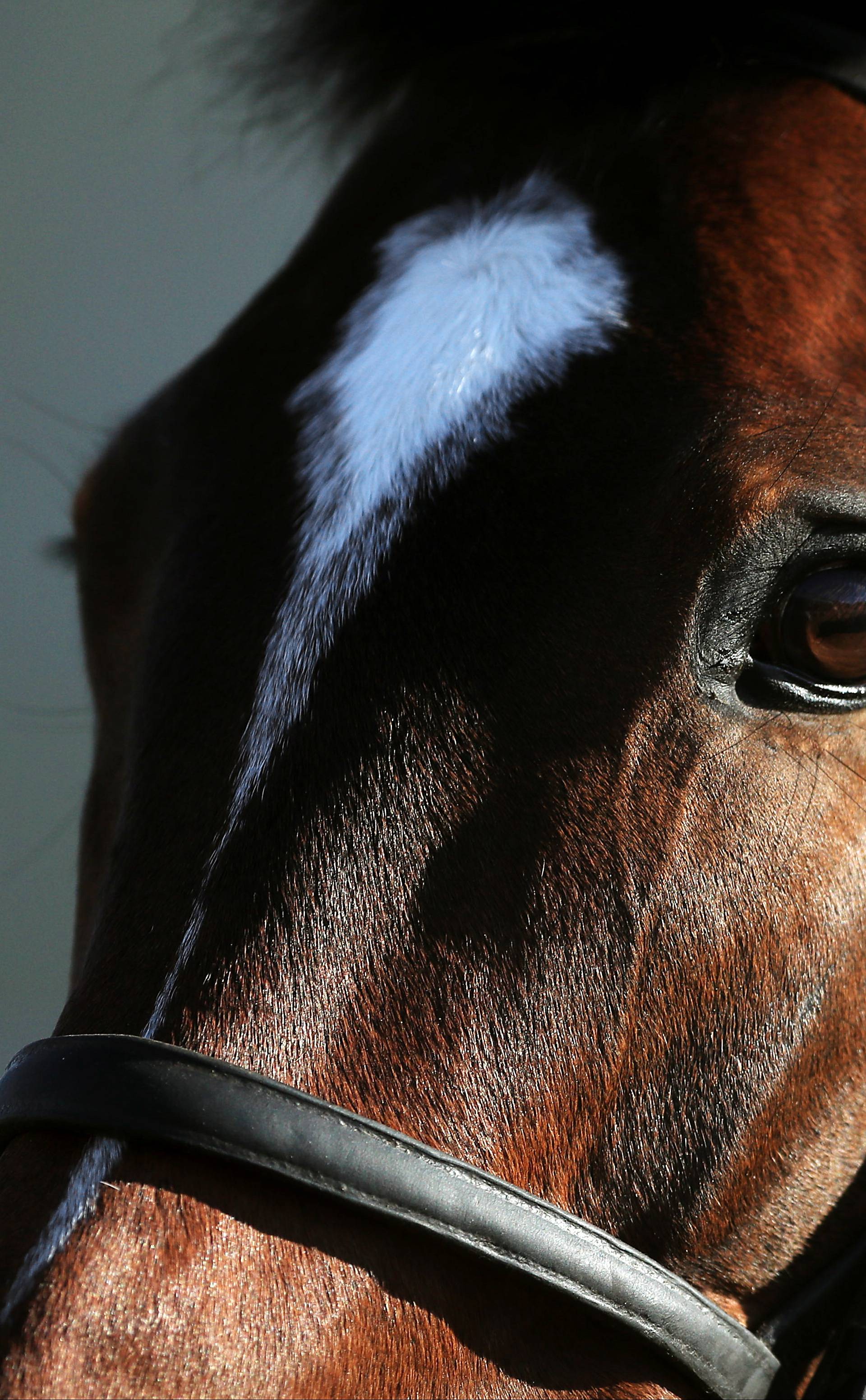 Cheltenham Races - Festival Trials Day 2016