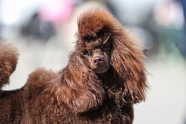 Zaprešić: Ispred Wesgatea održana međunarodna izložba pasa