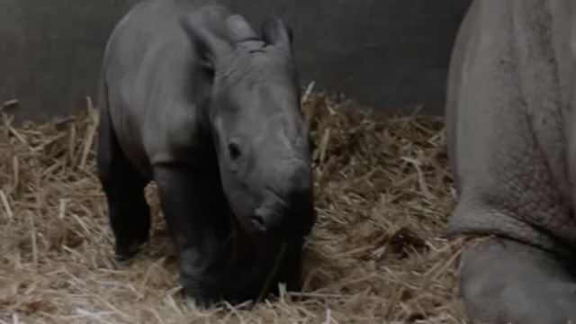 Beba nosorog iznenadila čuvare zoološkog vrta: Nakon tjedan dana teži čak 63 kilograma